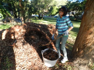 Griffith student Malee getting stuck into building the pollinator link